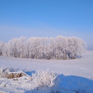 Ośnieżona kępa drzew