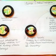 Mejoza 1. podział (redukcyjny)