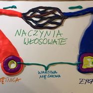 Obiegu krwi - Klaudia K. 2AP