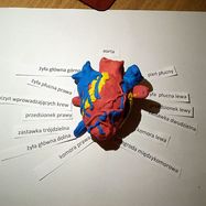 Serce - Krystian D. 2DP