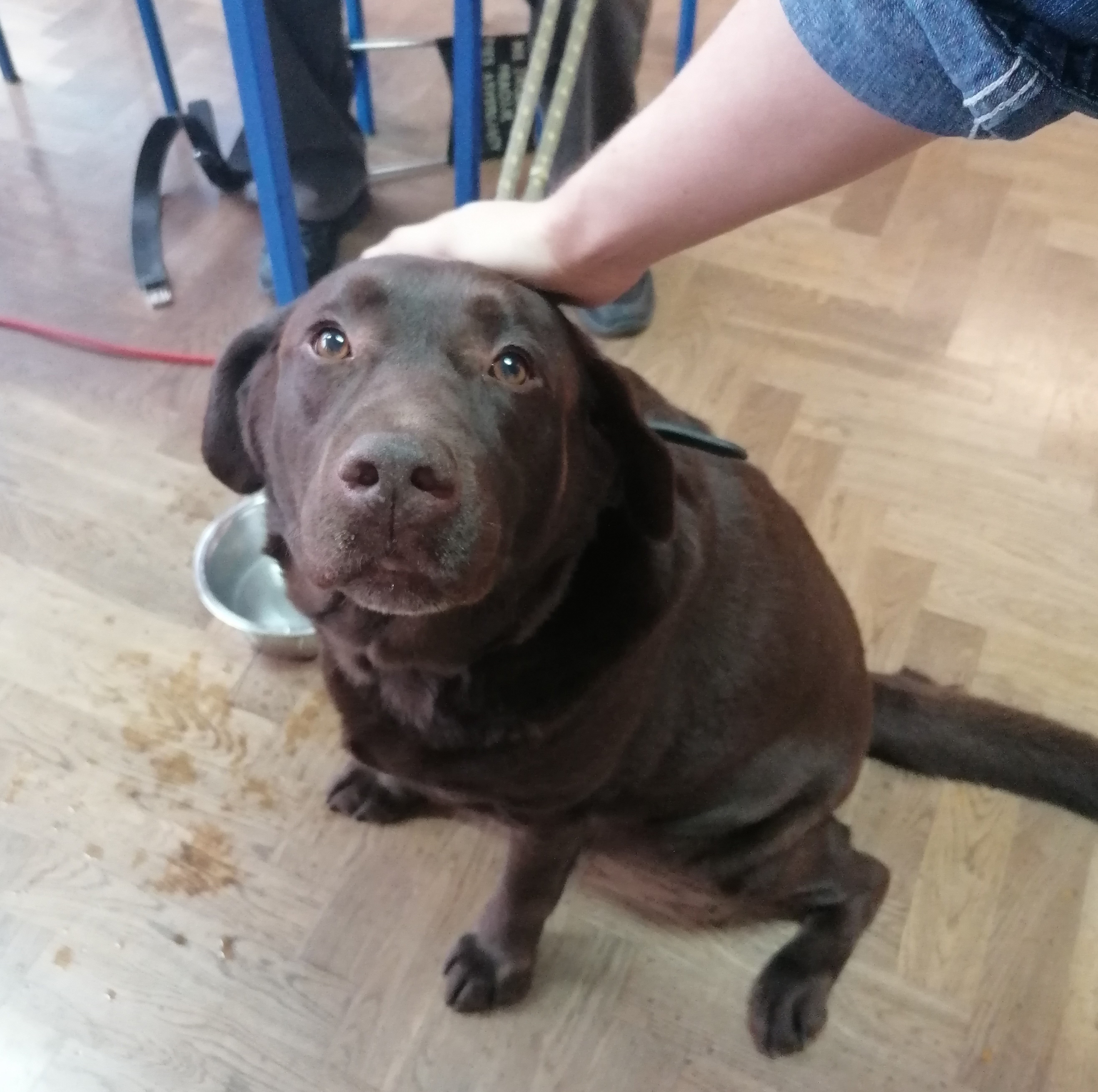 przyjaciel człowieka