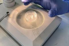 Jak rozpoznać organizmy?